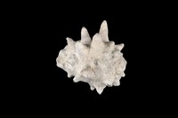 藏品(黃齒岩螺)的圖片